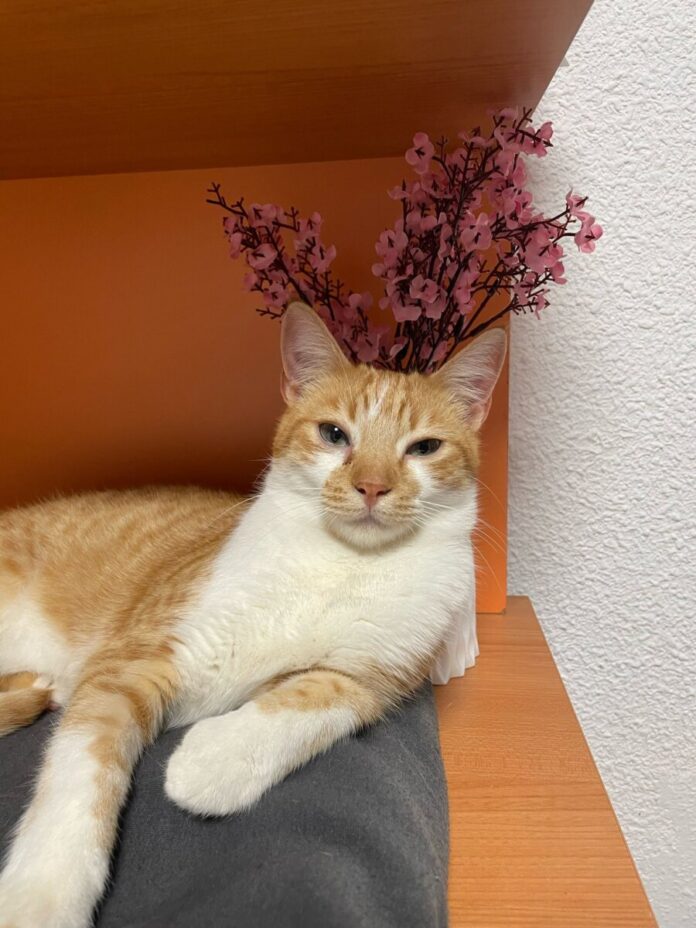 WhatsApp Image 2025-03-31 at 21.04.00