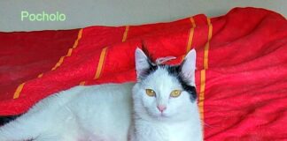 Pocholo mit dem sanften Wesen!