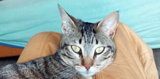 Schmusekätzchen gesucht?