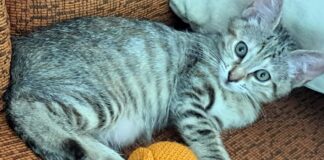 Eine Katzenfamilie zum Verlieben!