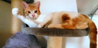 Schöne Pfingsten wünscht die Tieroase Heuchelheim!