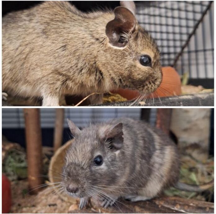 2025-06-02 Bild Degus Kiri und Paula
