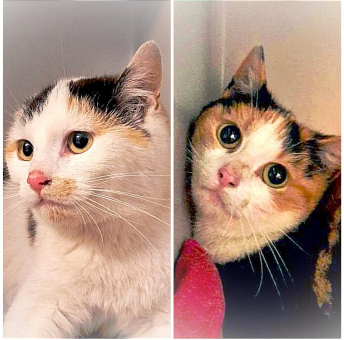 2025-06-02 Bild Katzen Cana und Tropi