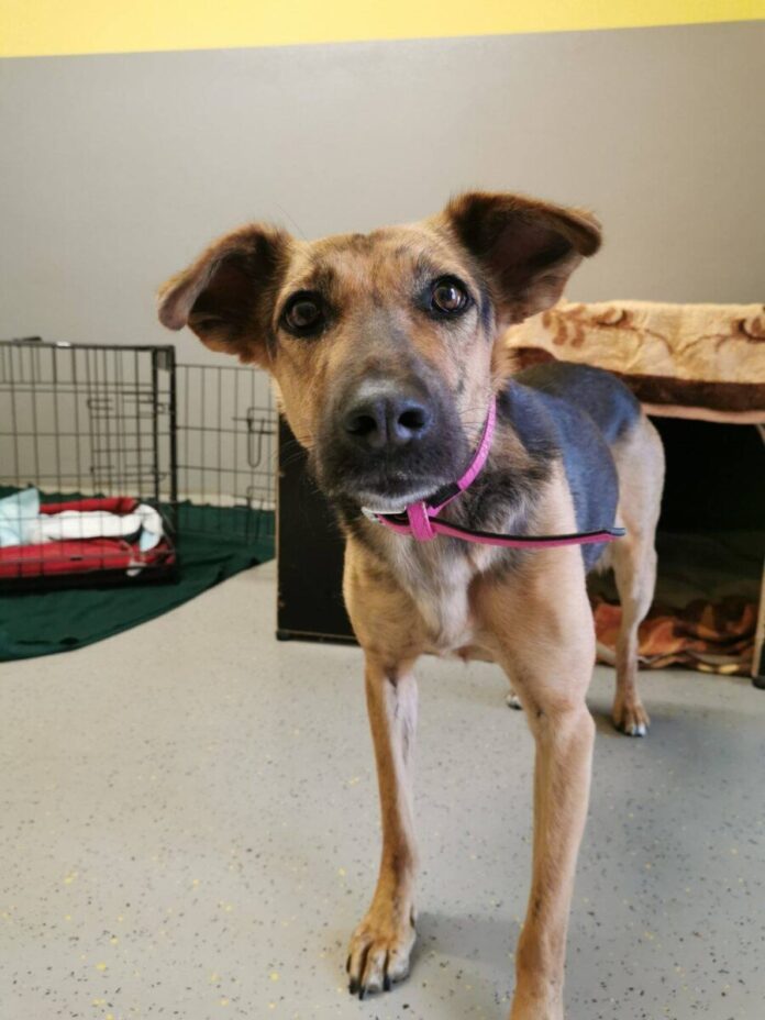 2025-06-05 Bild Hund Stella