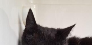 Tasha: Eine schüchterne Kämpferin sucht ihr Glück – VERMITTELT