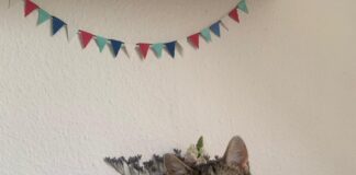 Pino: Charmanter Kater mit Charakter sucht erfahrenes Zuhause