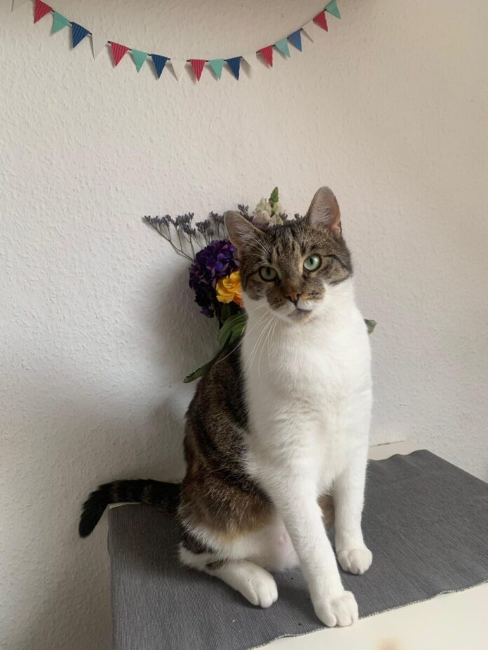 2025-06-19 Bild Katze Pino