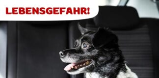 Hunde gehören im Sommer nicht ins Auto – Lebensgefahr schon nach Minuten!