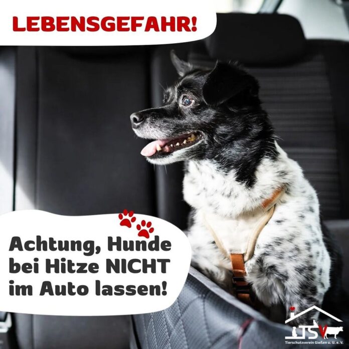 2025-06-23 Bild Hunde bei Hitze nicht im Auto lassen