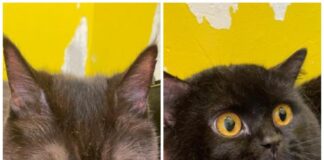 Yin & Yang: Schwarze Schönheiten suchen ein Zuhause! – VERMITTELT