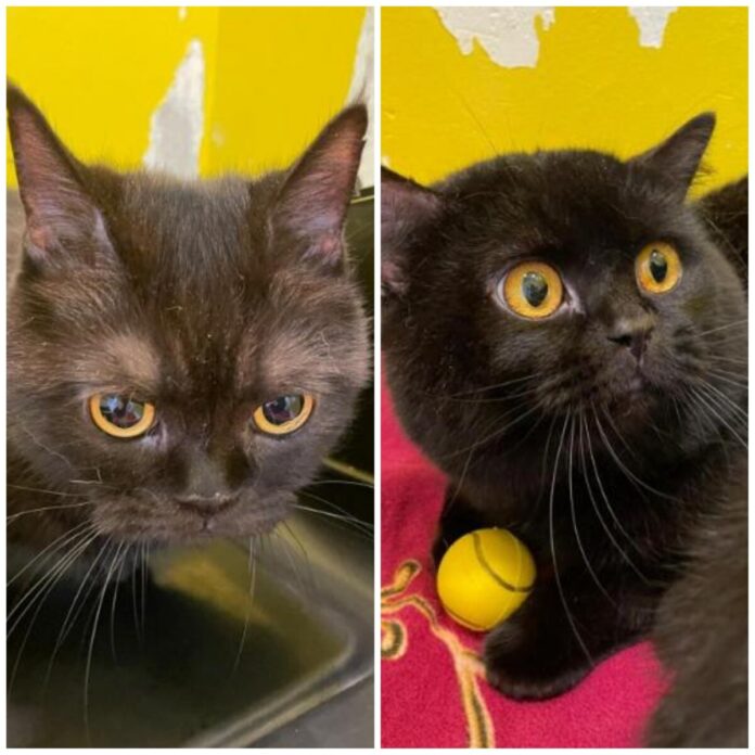 2025-06-26 Bild Katzen Yin und Yang