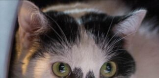 Tinas zweites Glück: Paten gesucht