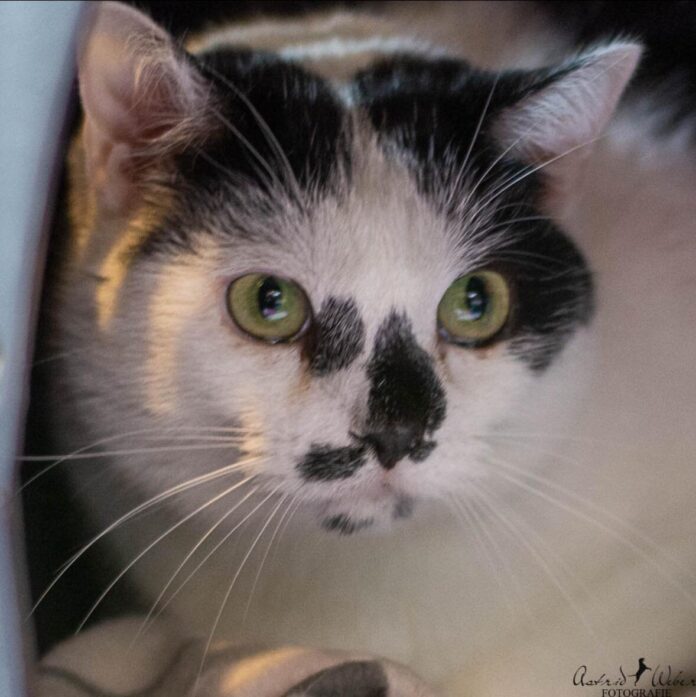 2025-06-30 Bild Katze Tina