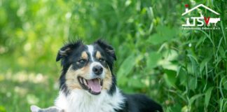 Sommerhitze & Haustiere: So schützen Sie Hund und Katze richtig!