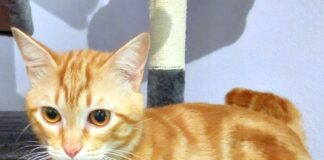 Noch immer ohne Zuhause!