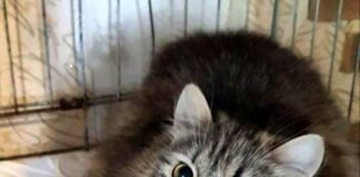 Not”fellchen” suchen neues, liebevolles Zuhause! Zuhause gefunden!