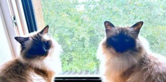 Zwei Senioren suchen ein Zuhause! Zuhause gefunden!