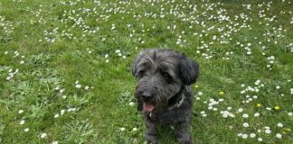 Rosi möchte Ihr Herz erobern! Zuhause gefunden!