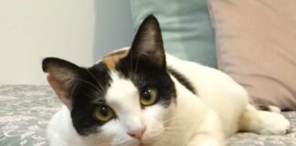 Einzelprinzessin Romina!