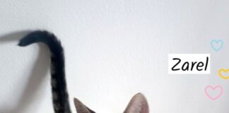 Geschwisterpärchen zum verlieben! Zuhause gefunden!