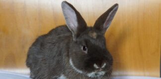 Morosko: Ein geselliges Böckchen sucht ein liebevolles Zuhause mit viel Platz! – VERMITTELT