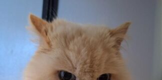 Sanftmütiger Einzelprinz: Lancelot sucht ein ruhiges Zuhause – VERMITTELT