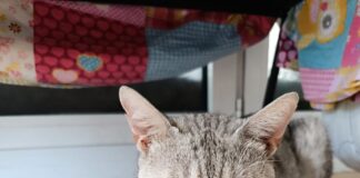 Vertigo – Vom schüchternen Kater zum Schmusebär – VERMITTELT