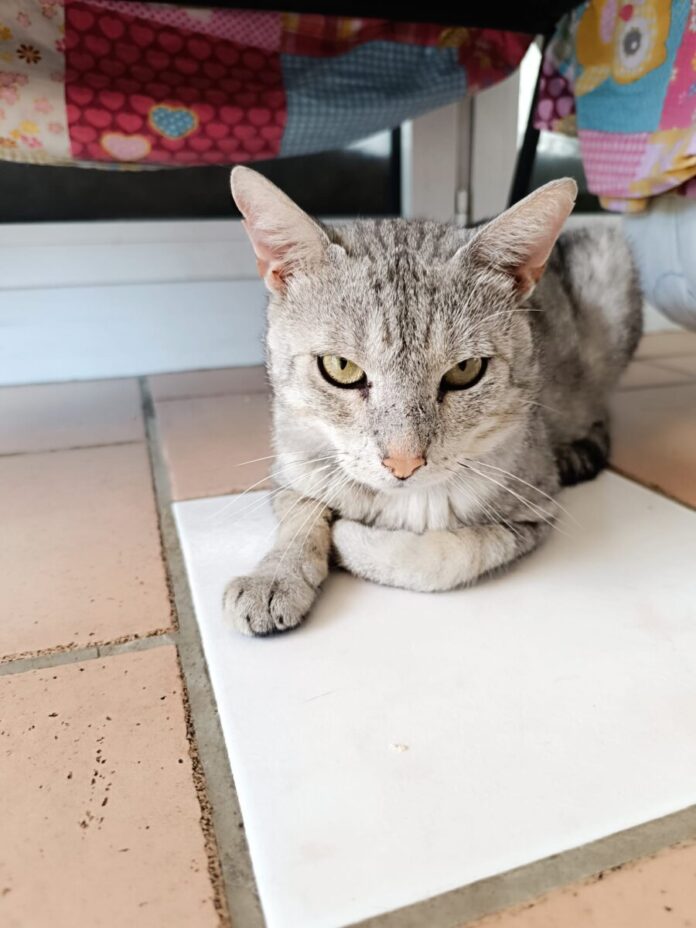 2025-07-10 Bild Katze Vertigo