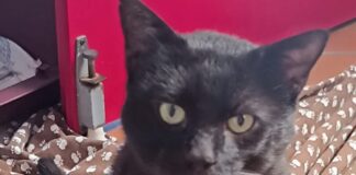 Schwarzer Charmeur sucht sein Glück: Kater Preto wartet im Tierheim – VERMITTELT