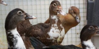 Vier gerettete Warzenenten und eine Nilgans suchen ein dauerhaftes Zuhause – VERMITTELT