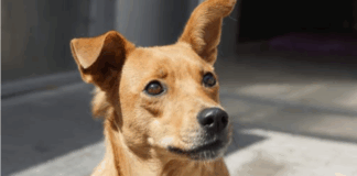 Sportskanone Hilde sucht aktive Familie! – VERMITTELT