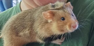 Hamster vom Aussterben bedroht, Vortrag bei den Jagdgenossen in Holzheim