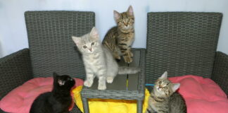 Gelungenes Sommerfest des Vereins Katzenreich e.V. in Heuchelheim