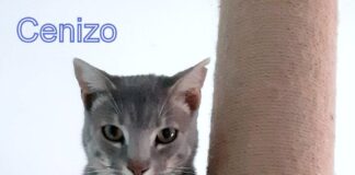 Ein Prachtbursche! Zuhause gefunden!