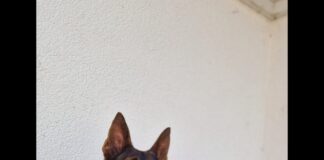 Rasco: Ein Schäferhund auf der Suche nach Ruhe und Verständnis