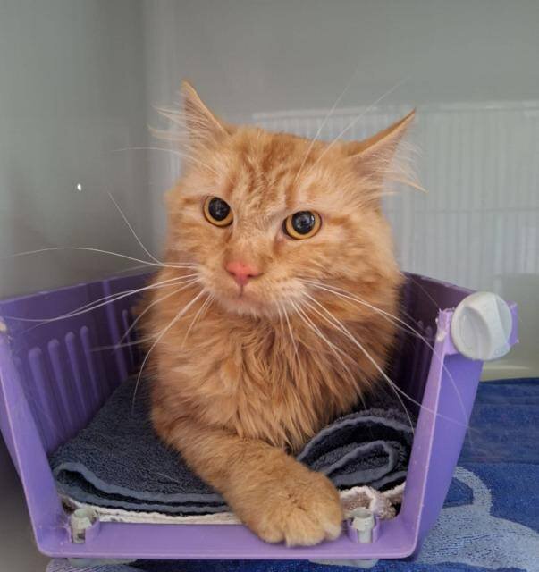 2025-09-04 Bild Rufus