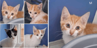 Leonardo, Michelangelo & Co. suchen neue Abenteuer