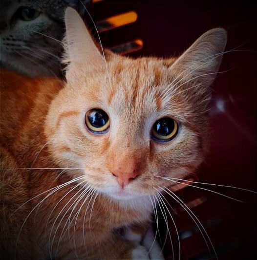 2025-09-25 Bild Katze Dash