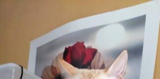 Der unglückliche Emilio! Er ist angekommen bei den Menschen, die er braucht!