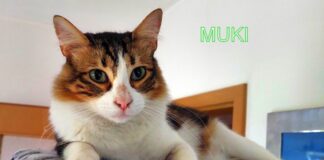 Wünschen Sie zwei tolle Familienkatzen? Wir können Ihren Wunsch erfüllen!