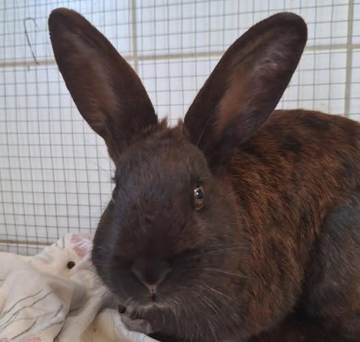 2025-10-23 Bild Kaninchen Pina