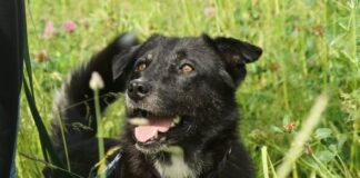 Calici: Die skeptische Ex-Straßenhündin sucht Sicherheit, Training und ganz viel Liebe