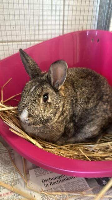 2025-10-30 Kaninchen Dajana