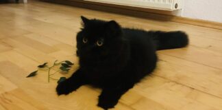 Mimi möchte Ihr Herz und Heim erobern! Zuhause gefunden!