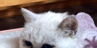 Schlechter Start ins Leben! Zuhause gefunden!