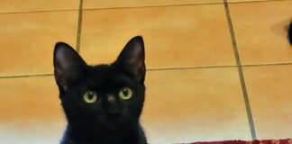 Sechs kleine Schornsteinfeger!