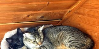 Unzertrennlich! Zuhause gefunden!