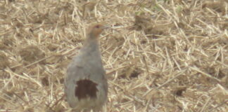 Rebhuhnbestände sind häufig rückläufig