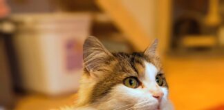 Ein zartes Schmusekätzchen! Schönes Zuhause gefunden!