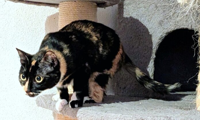 PXL_20251028_155247568.PORTRAIT.ORIGINAL~2